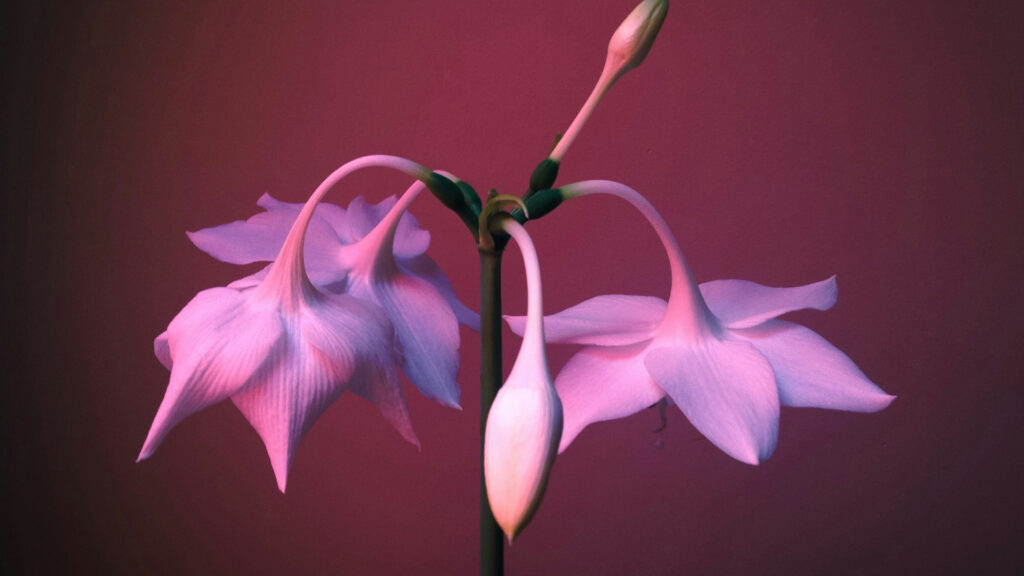 Latin American Literature Today Latin American Literature Today Español